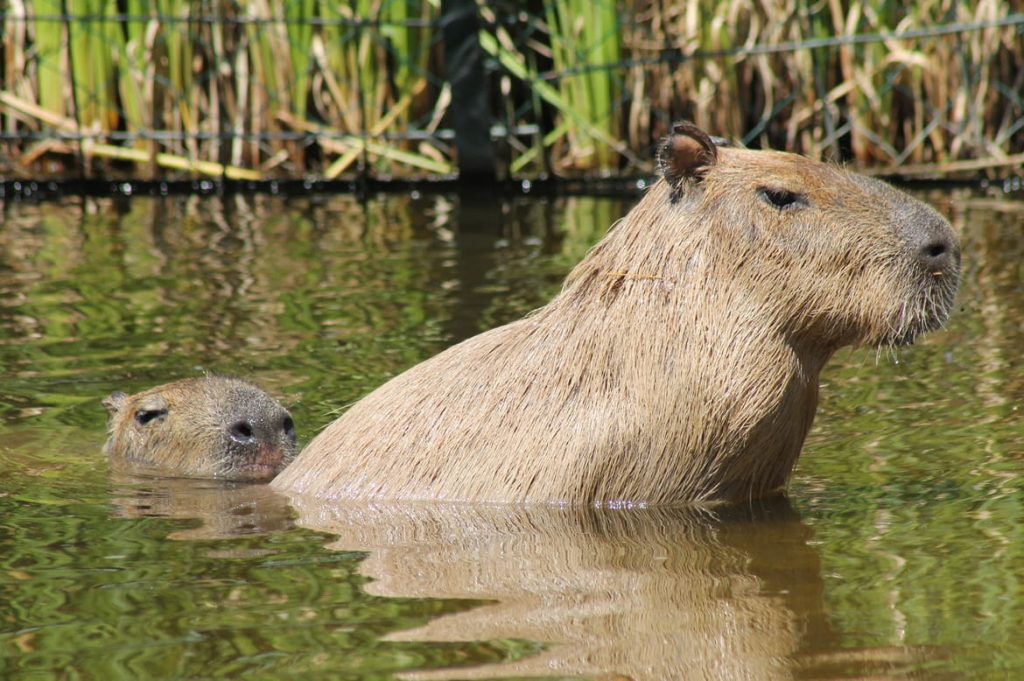 kapibare-zoo-zagreb