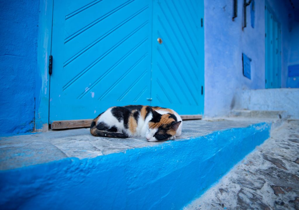 maroko-mačke-2