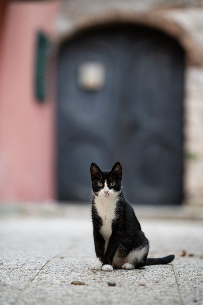 maroko-mačke-3